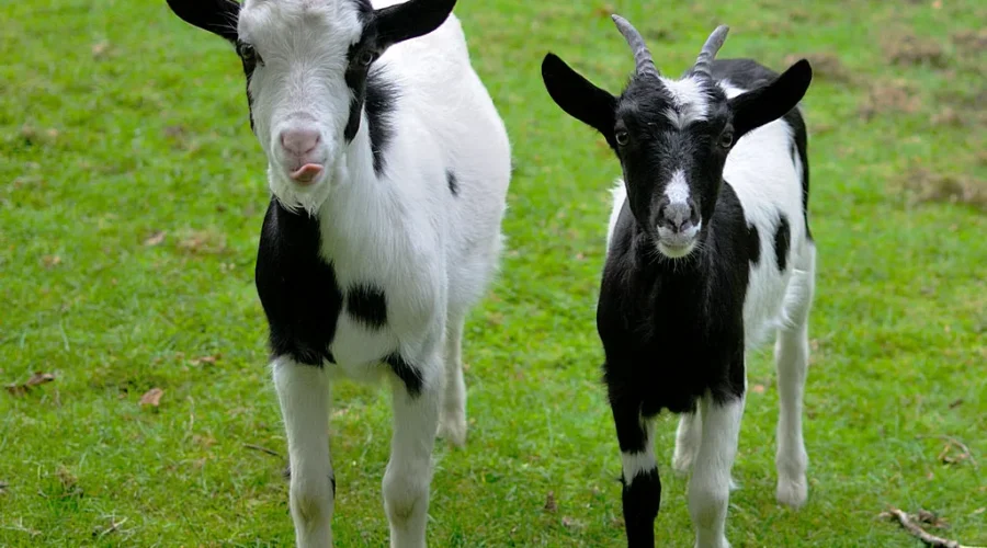 This Teacher Was “The Goat”