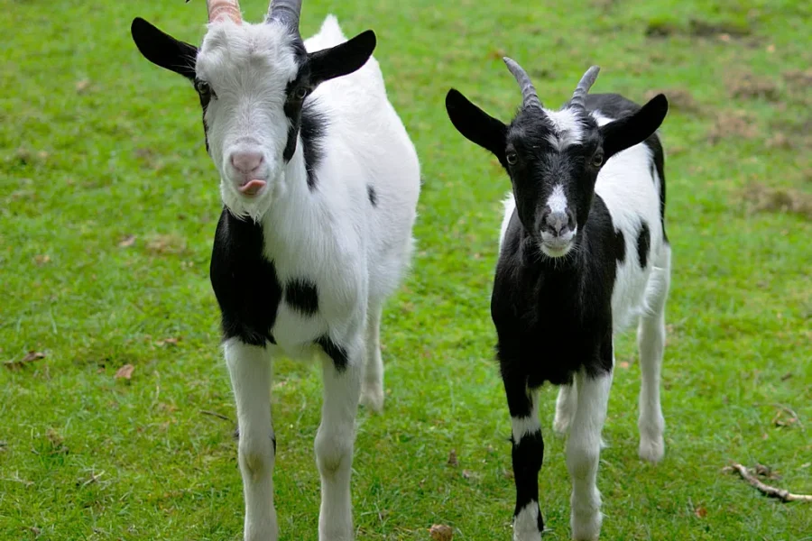 This Teacher Was “The Goat”