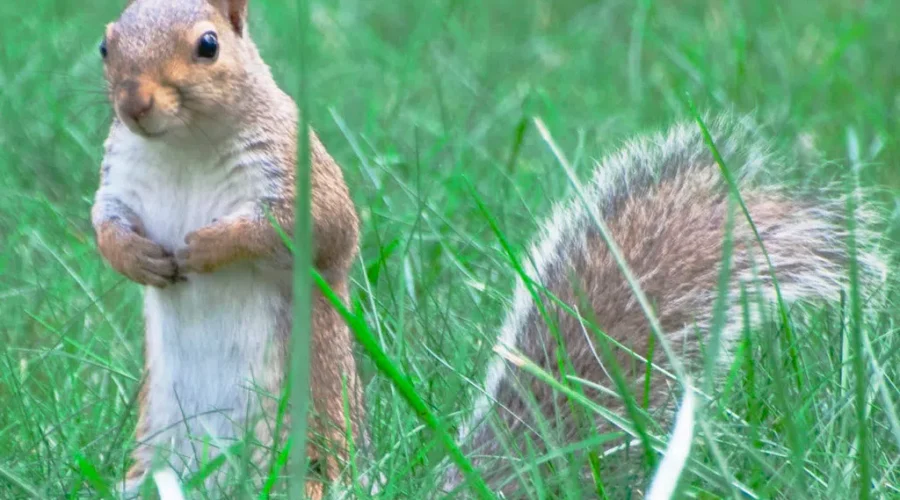Did You Celebrate Squirrels