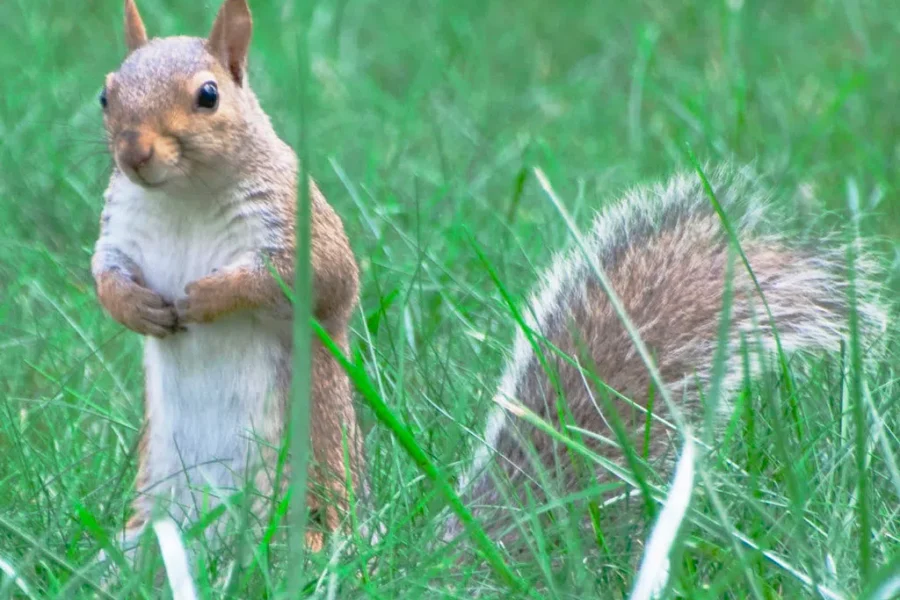 Did You Celebrate Squirrels