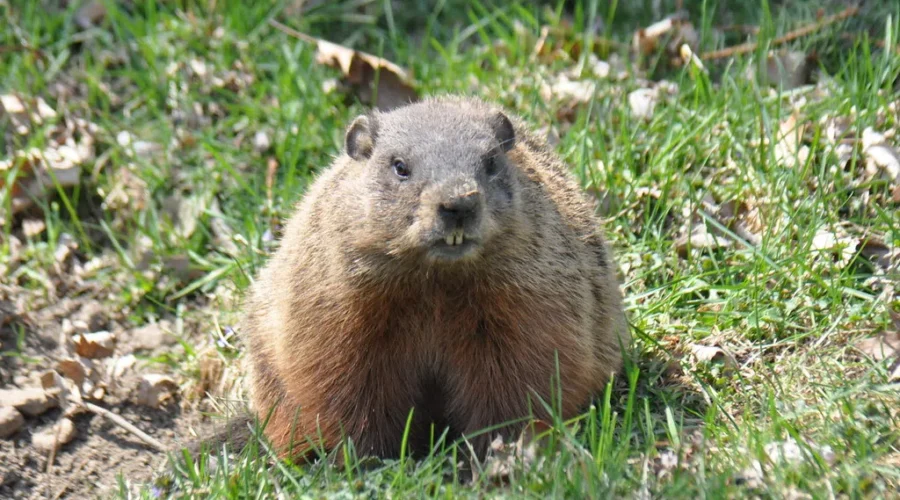 Groundhog Day and Other Superstitions