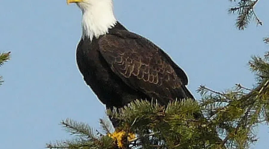 Have They Been Saved Yet?