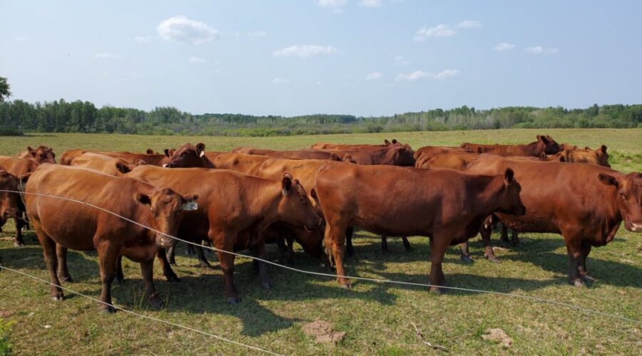 Province to spend $950,000 to increase beef production here at home