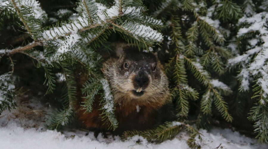 Shubenacadie Sam, Lucy the Lobster ready for Groundhog Day