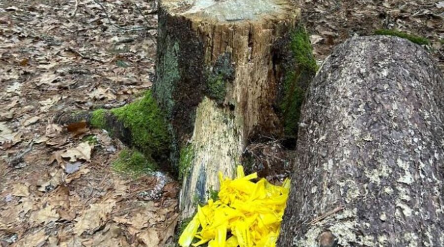 Flagging removed from tree research project in Bridgewater