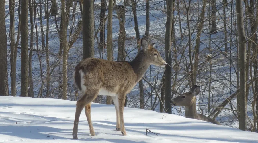 They Almost seem Tame