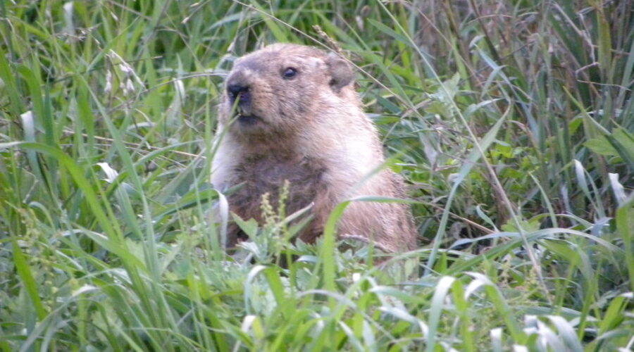 UPDATE: It’s Groundhog Day!