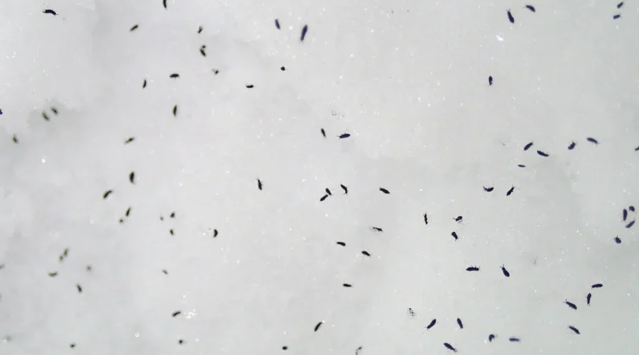 Just A Gathering Of Little Black Dots