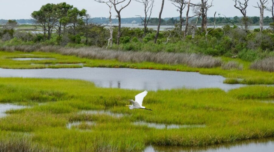 Conservation group highlights World Wetlands Day