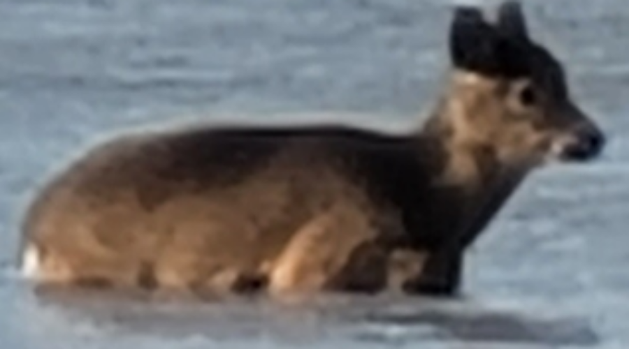 Deer rescued from Lahave River ice