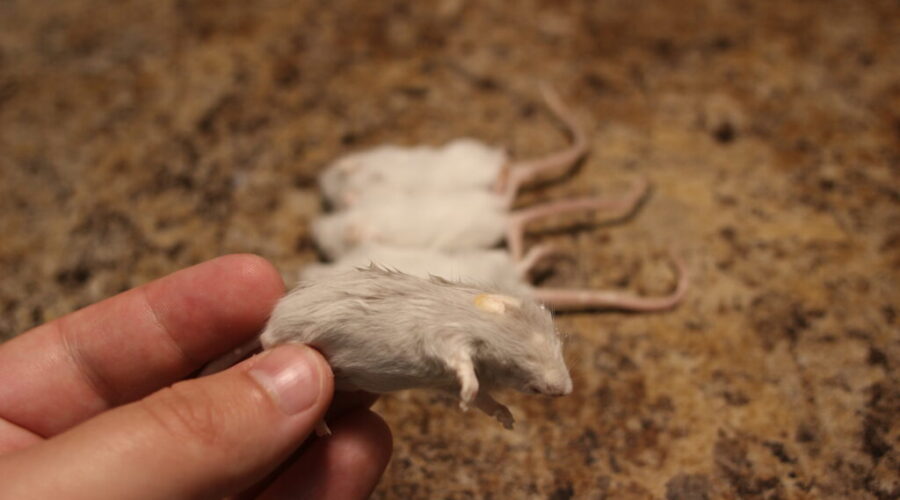 Salmonella outbreaks linked to snakes, feeder rodents