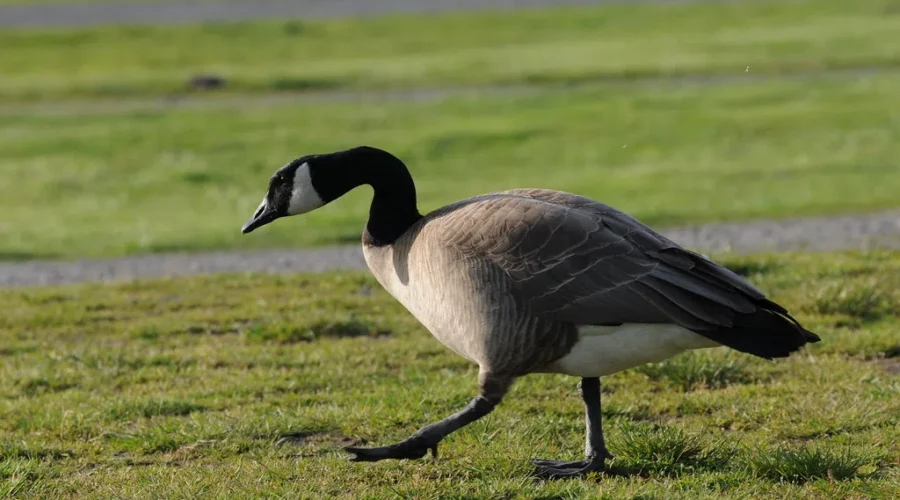 Duck, Duck… What’s That On My Lawn?