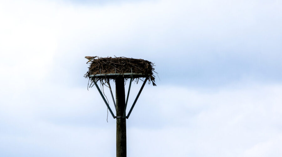Osprey nest on Glen Allen to be moved for housing development