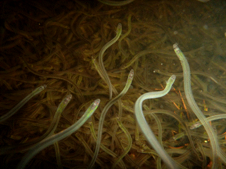 Industry not happy with elver season shut down