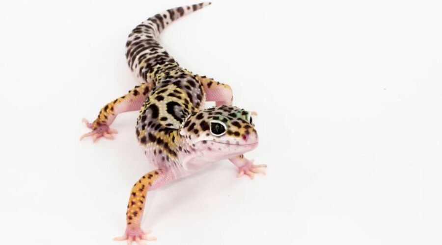 Salmonella outbreak linked to geckos