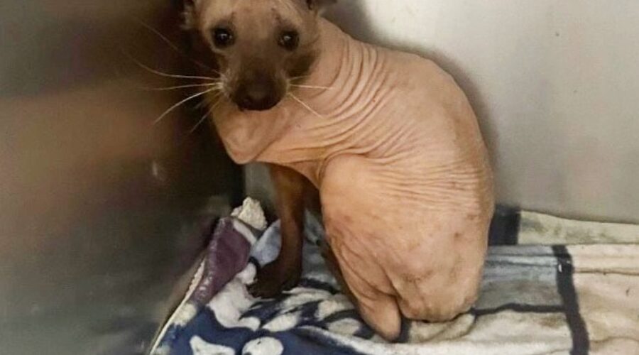 Hope for Wildlife caring for completely bald raccoon