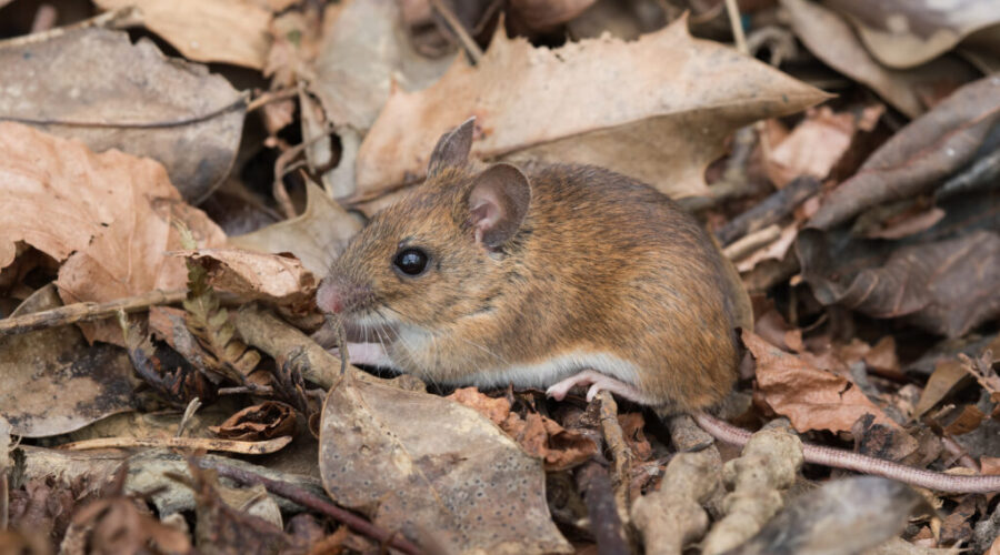 Expert tips to prevent pests in your vacation home