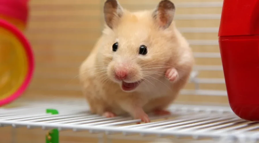 Famous Hamsters In History