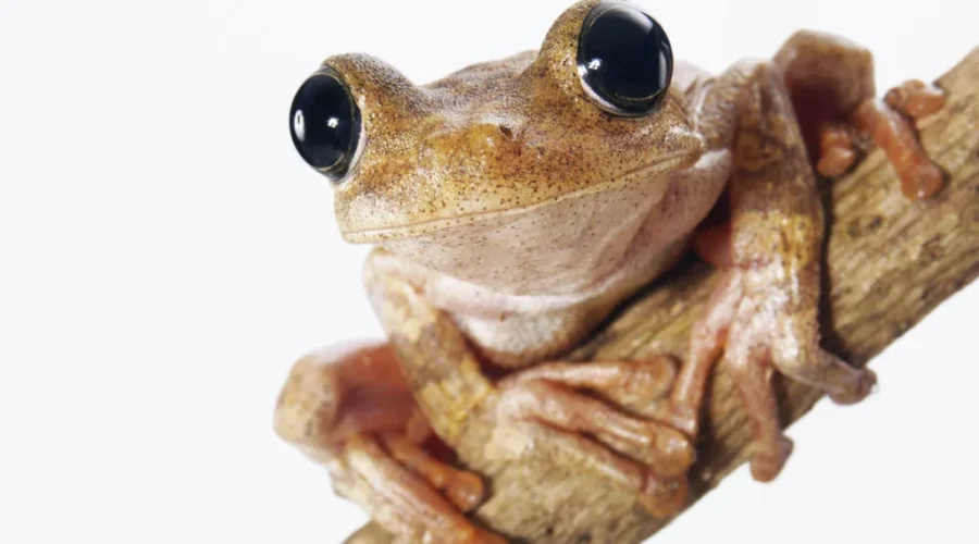 More Sounds of Spring