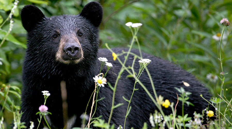No bear hunt in N.S. this spring