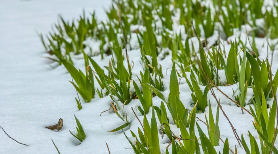 Nova Scotia braces for early spring snowstorm