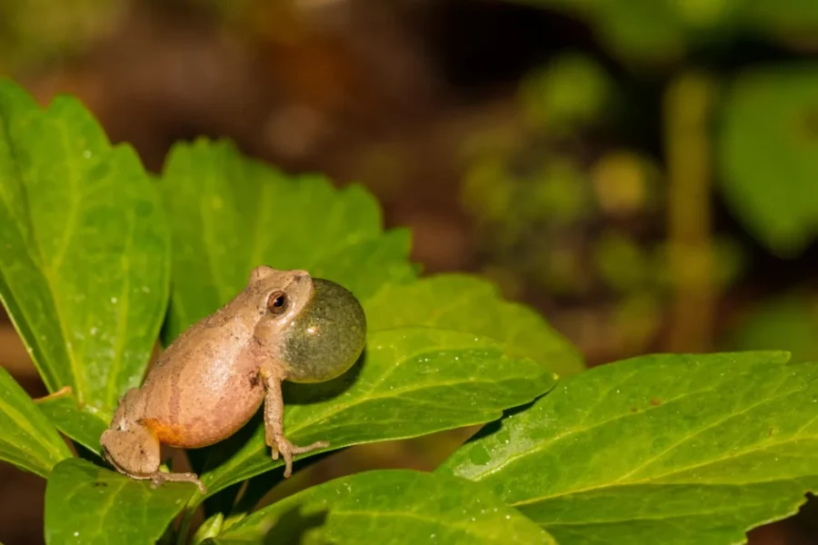 Some Unhappy Frogs