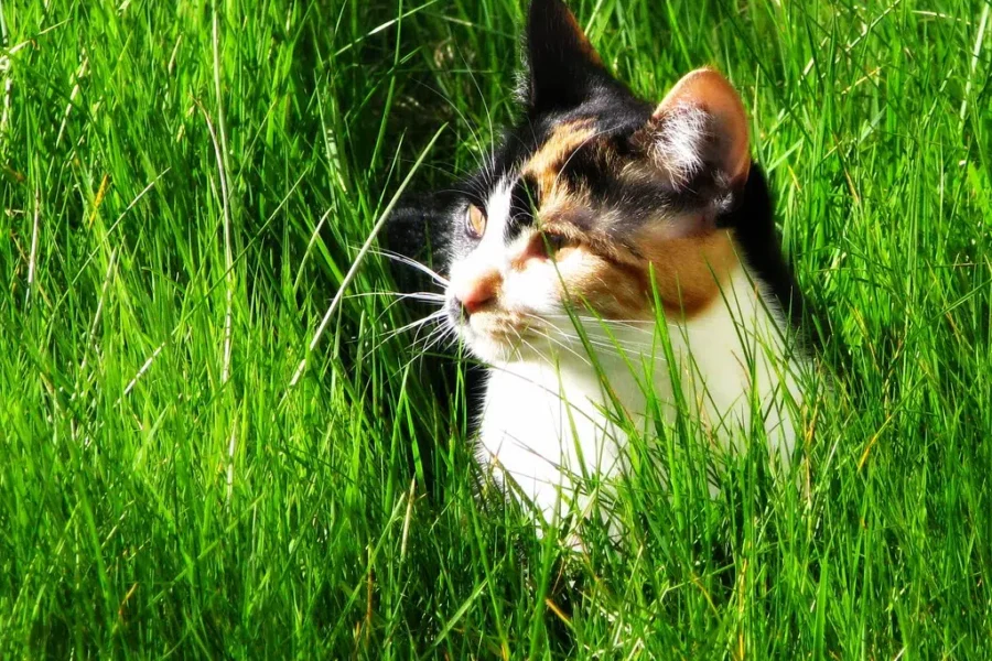 Wet Cat Food Is The Worst!