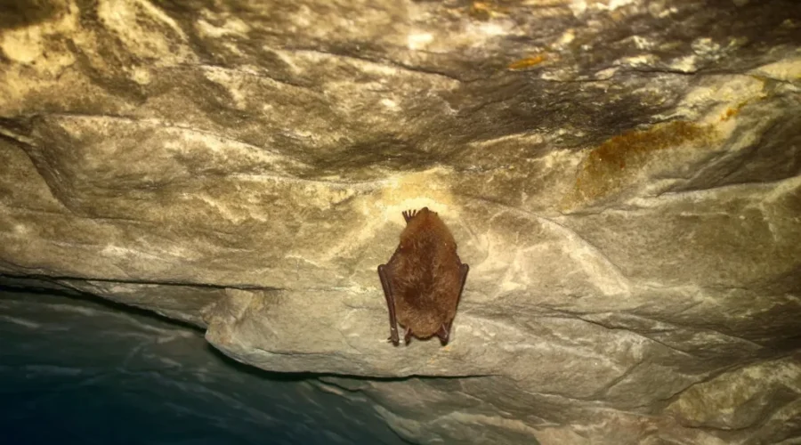 They Seem To Be Hanging In