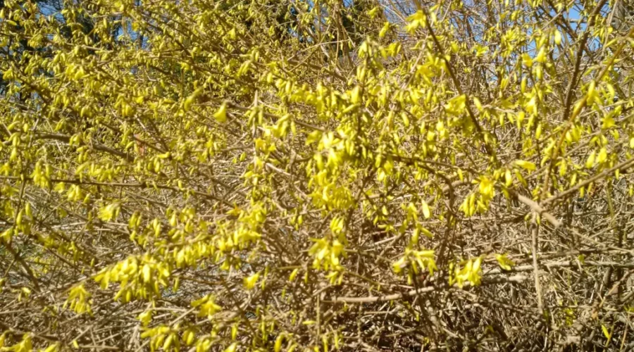 The Yellow Is Starting