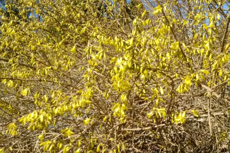 The Yellow Is Starting
