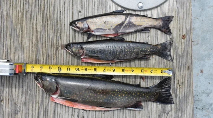 It Should Be A Holiday