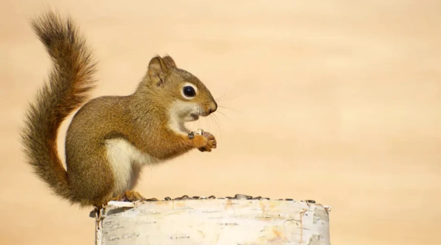 Saying Hello To The New Neighbours