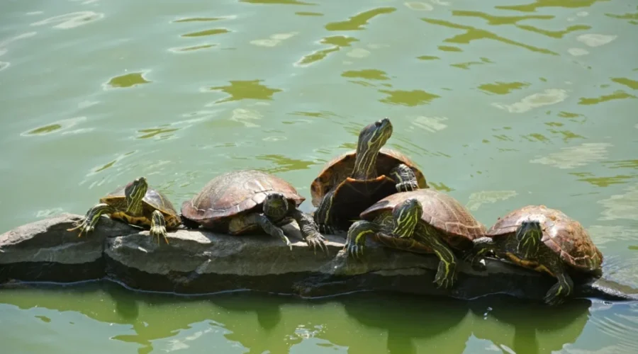 Getting Toward Turtle Time