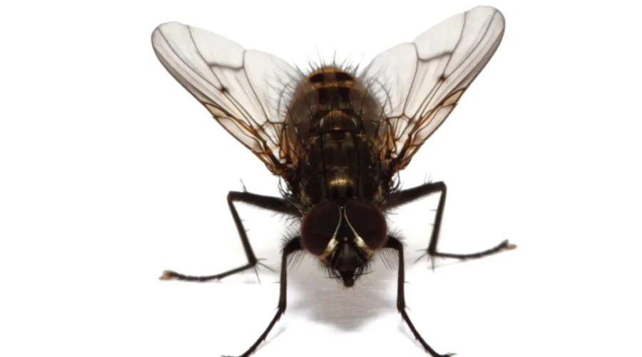 Avoiding Being a Snack