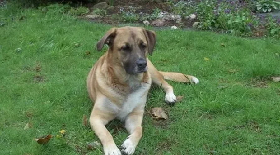 The Superbowl For Dogs