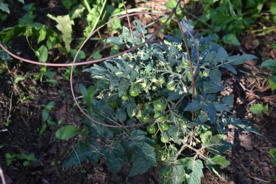 Garden Time Yet?