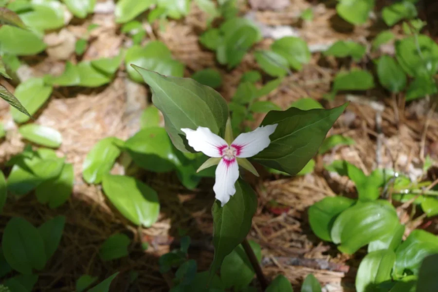 Lots Blooming