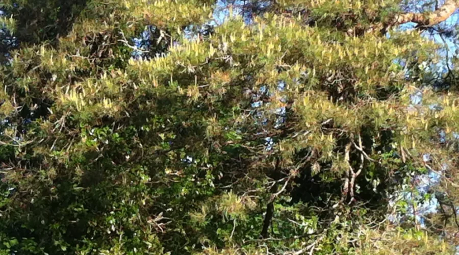 The Third Sure Thing