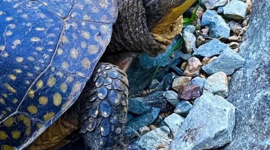 Turtle nesting season has arrived