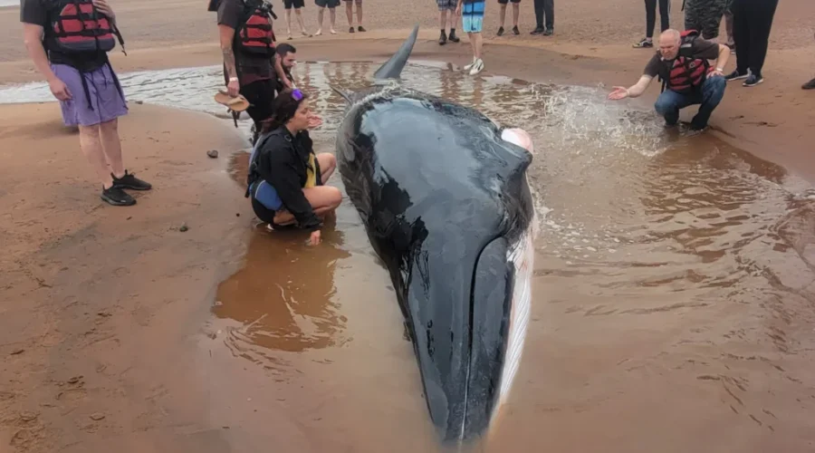 Minke Whale returns to ocean after being beached on Shubenacadie River