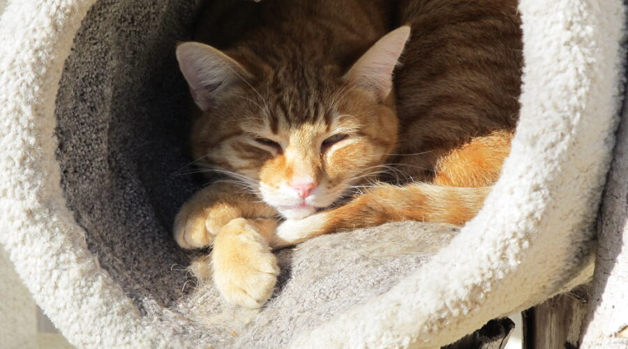 SPCA urges protection of pets during heat wave