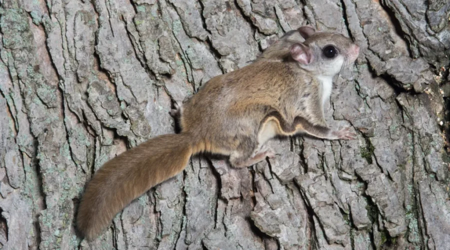 New Day, New Squirrel