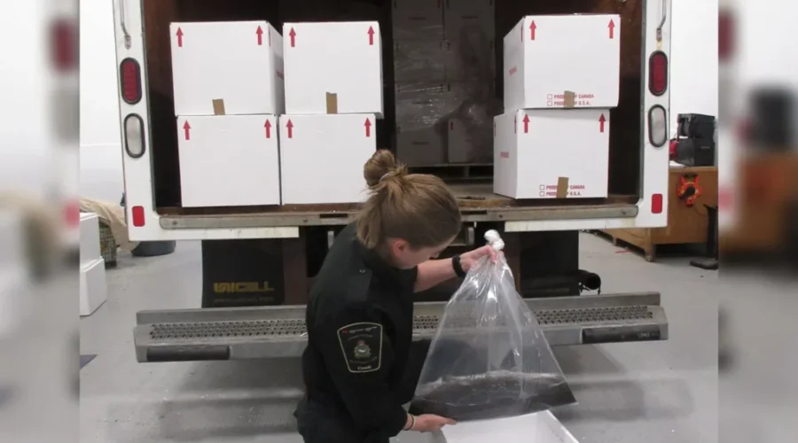 Arrests after elver shipment seized in Dartmouth