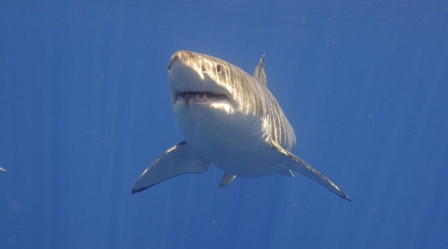 Shark Week documentary to feature N.S. great whites