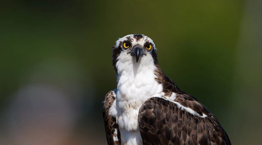 Lunenburg Dog Park warns of osprey swooping at small pets