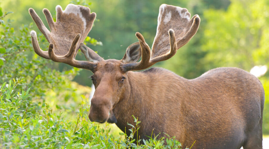 Cape Breton moose hunt cancelled for three years