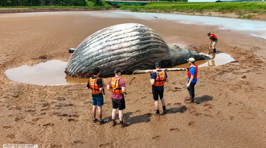 Dead humpback whale beached along Shubenacadie River