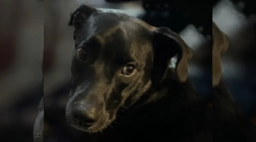 Truckers support changes to U.S. dog rules