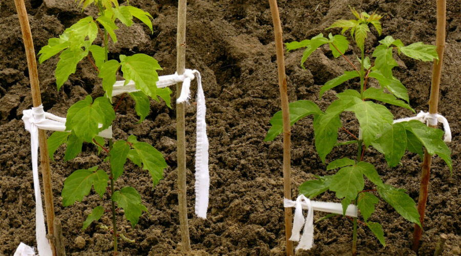 MODL to give away 1,000 trees