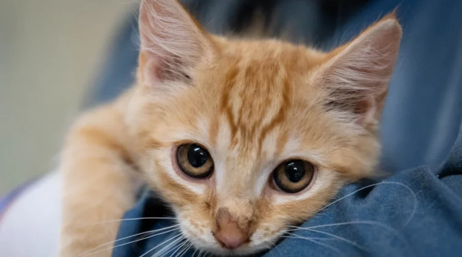 2 dozen rescued kittens want ‘nothing but love’: animal shelter